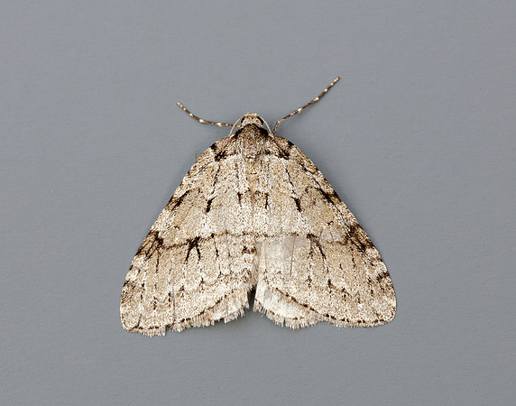 70.109 BF1797 Autumnal Moth Epirrita autumnata