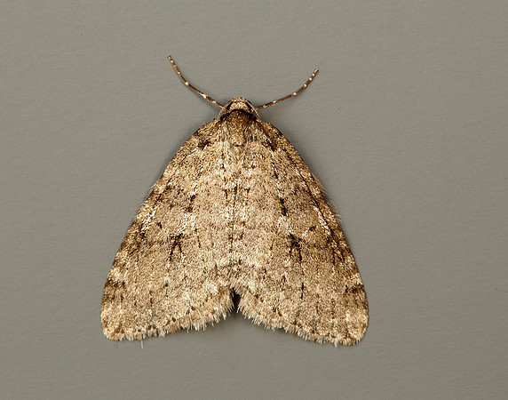 70.109 BF1797 Autumnal Moth Epirrita autumnata