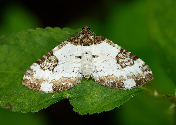 70.128 BF1784 Pretty Chalk Carpet Melanthia procellata