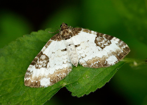 70.128 BF1784 Pretty Chalk Carpet Melanthia procellata