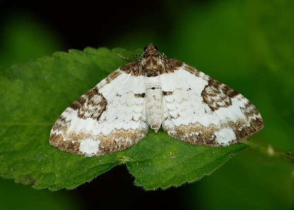 70.128 BF1784 Pretty Chalk Carpet Melanthia procellata