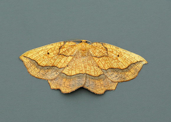 70.228 BF1908 Dark Bordered Beauty Epione vespertaria