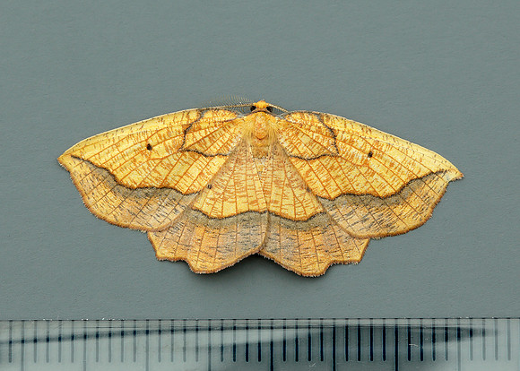 70.228 BF1908 Dark Bordered Beauty Epione vespertaria
