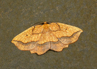 70.228 BF1908 Dark Bordered Beauty Epione vespertaria