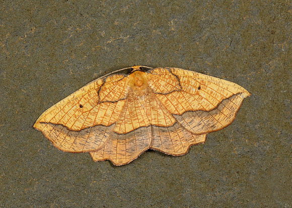 70.228 BF1908 Dark Bordered Beauty Epione vespertaria
