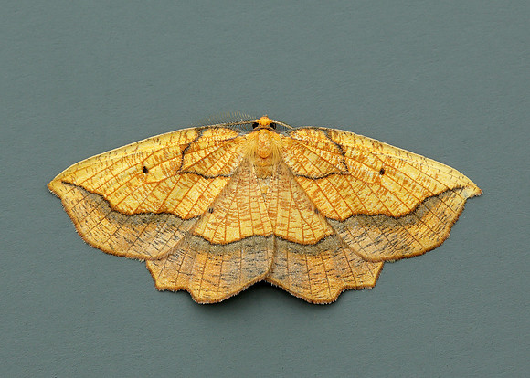 70.228 BF1908 Dark Bordered Beauty Epione vespertaria