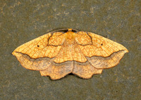 70.228 BF1908 Dark Bordered Beauty Epione vespertaria