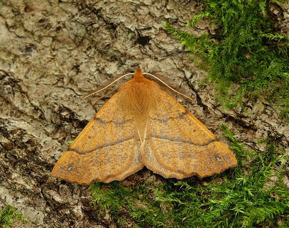 70.244 BF1923 Feathered Thorn Colotois pennaria