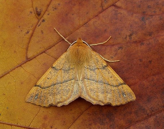 70.244 BF1923 Feathered Thorn Colotois pennaria