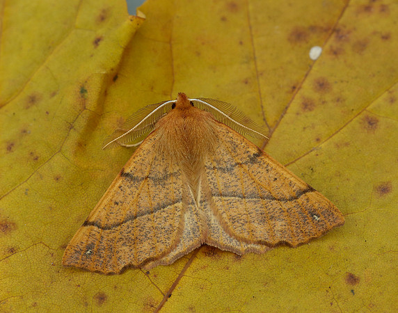 70.244 BF1923 Feathered Thorn Colotois pennaria