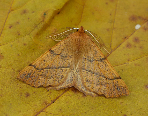70.244 BF1923 Feathered Thorn Colotois pennaria