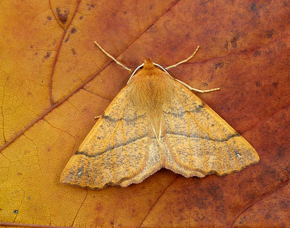 70.244 BF1923 Feathered Thorn Colotois pennaria