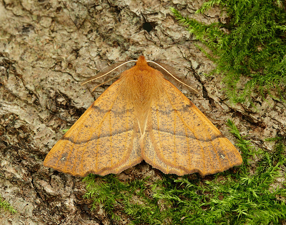 70.244 BF1923 Feathered Thorn Colotois pennaria