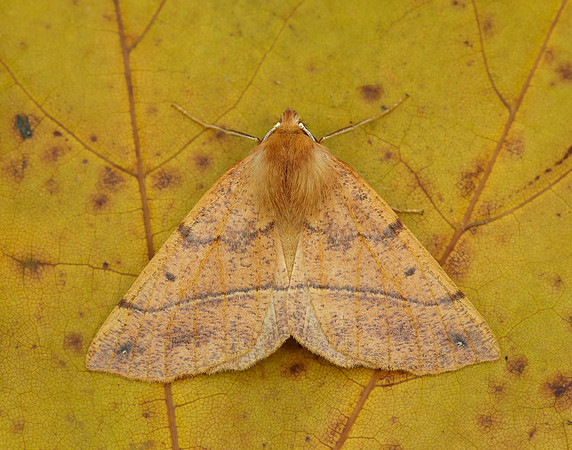 70.244 BF1923 Feathered Thorn Colotois pennaria