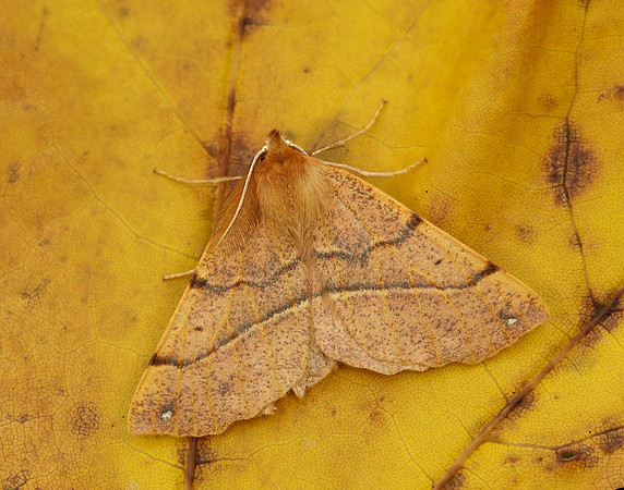 70.244 BF1923 Feathered Thorn Colotois pennaria