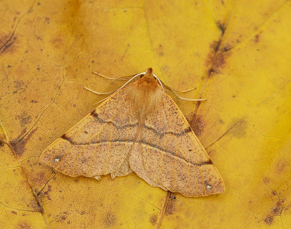 70.244 BF1923 Feathered Thorn Colotois pennaria