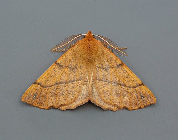 70.244 BF1923 Feathered Thorn Colotois pennaria