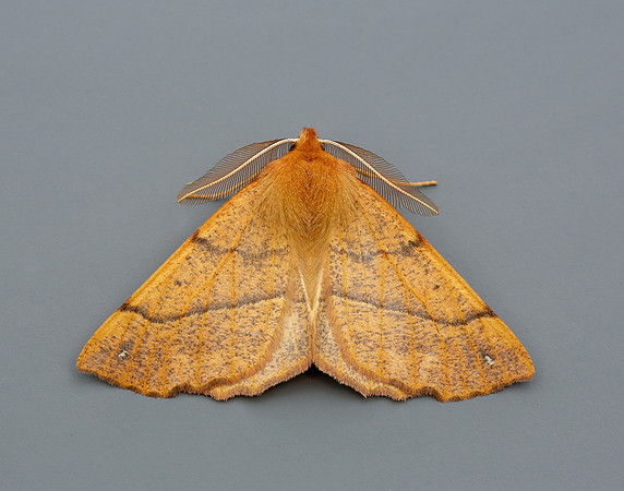 70.244 BF1923 Feathered Thorn Colotois pennaria
