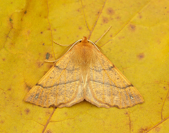 70.244 BF1923 Feathered Thorn Colotois pennaria