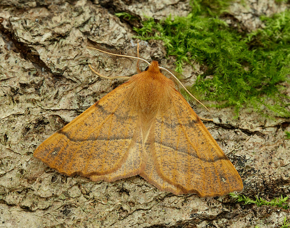 70.244 BF1923 Feathered Thorn Colotois pennaria