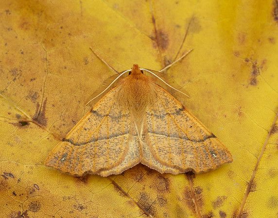 70.244 BF1923 Feathered Thorn Colotois pennaria