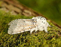 71.003 BF1995 Puss Moth Cerura vinula