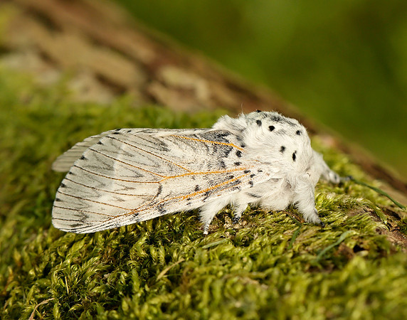 71.003 BF1995 Puss Moth Cerura vinula