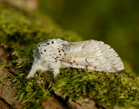 71.003 BF1995 Puss Moth Cerura vinula