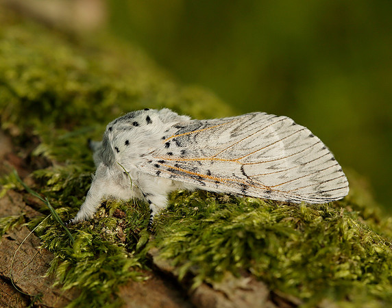 71.003 BF1995 Puss Moth Cerura vinula