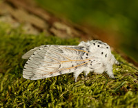 71.003 BF1995 Puss Moth Cerura vinula