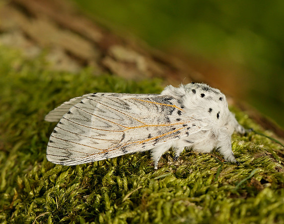 71.003 BF1995 Puss Moth Cerura vinula