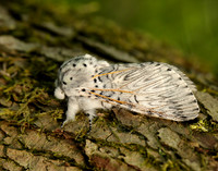71.003 BF1995 Puss Moth Cerura vinula