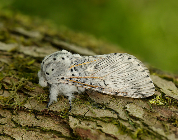 71.003 BF1995 Puss Moth Cerura vinula