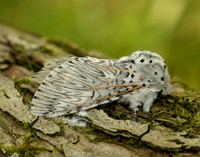 71.003 BF1995 Puss Moth Cerura vinula