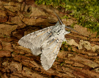 71.003 BF1995 Puss Moth Cerura vinula