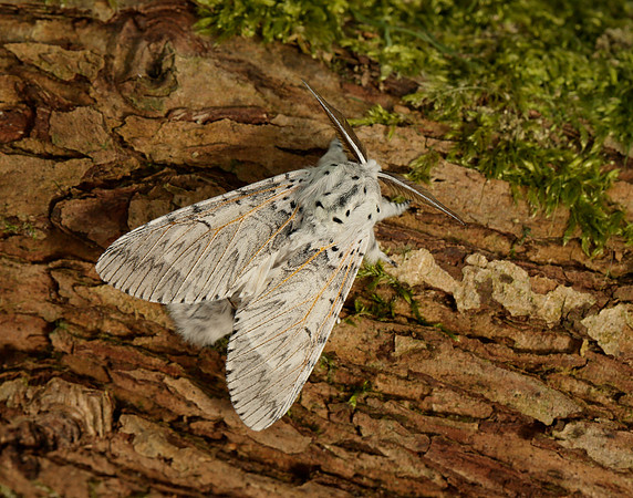 71.003 BF1995 Puss Moth Cerura vinula