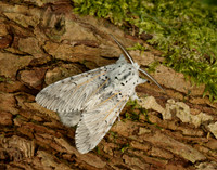 71.003 BF1995 Puss Moth Cerura vinula