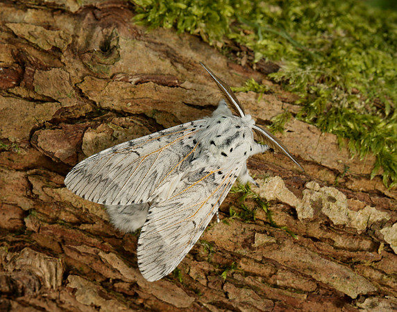 71.003 BF1995 Puss Moth Cerura vinula