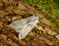 71.003 BF1995 Puss Moth Cerura vinula