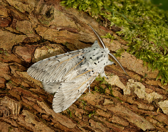 71.003 BF1995 Puss Moth Cerura vinula
