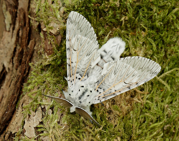 71.003 BF1995 Puss Moth Cerura vinula