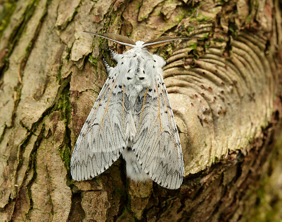 71.003 BF1995 Puss Moth Cerura vinula