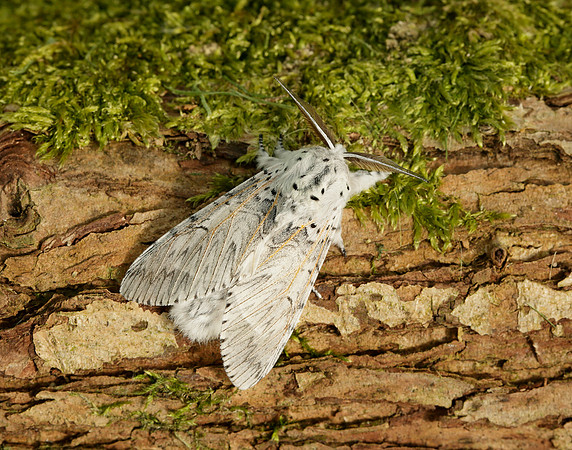 71.003 BF1995 Puss Moth Cerura vinula
