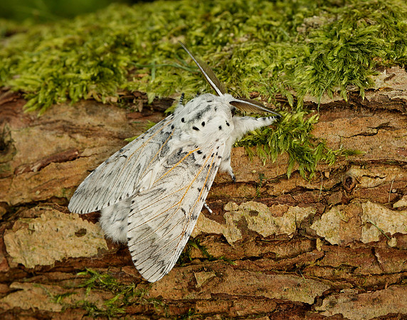 71.003 BF1995 Puss Moth Cerura vinula