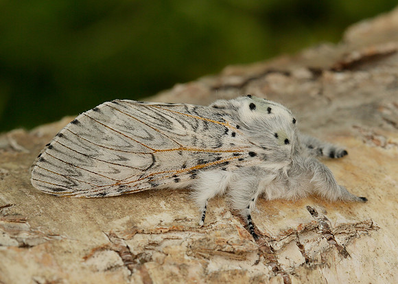 71.003 BF1995 Puss Moth Cerura vinula