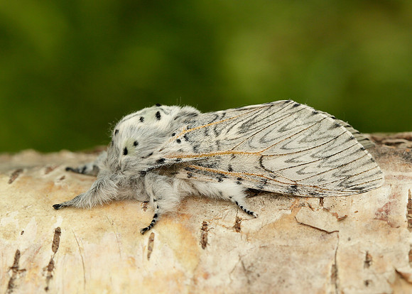 71.003 BF1995 Puss Moth Cerura vinula