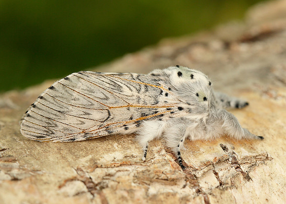 71.003 BF1995 Puss Moth Cerura vinula