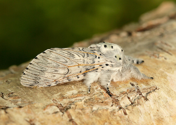 71.003 BF1995 Puss Moth Cerura vinula
