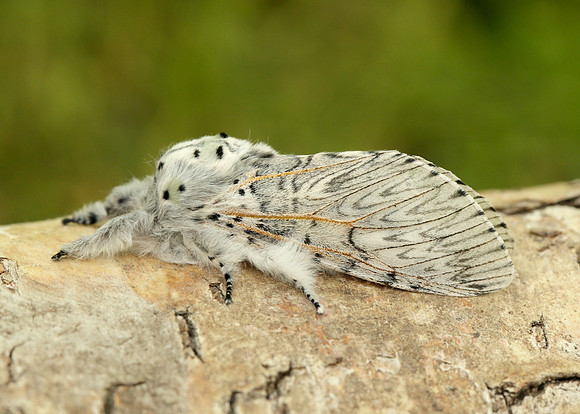 71.003 BF1995 Puss Moth Cerura vinula