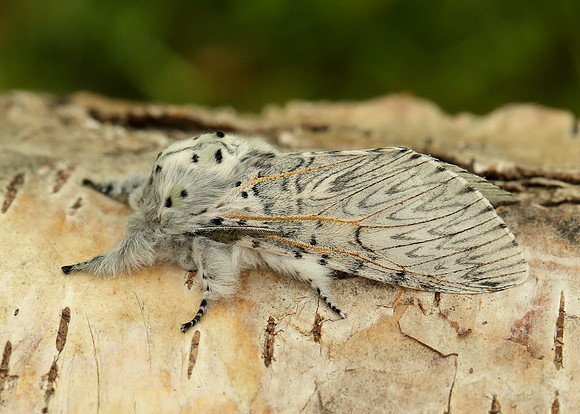71.003 BF1995 Puss Moth Cerura vinula